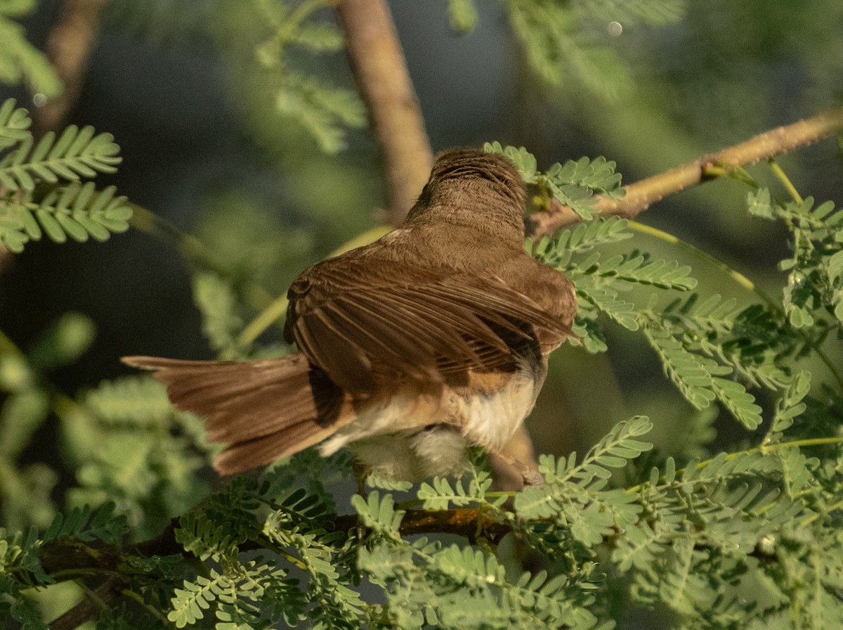 Eastern Olivaceous Warbler - ML644714588