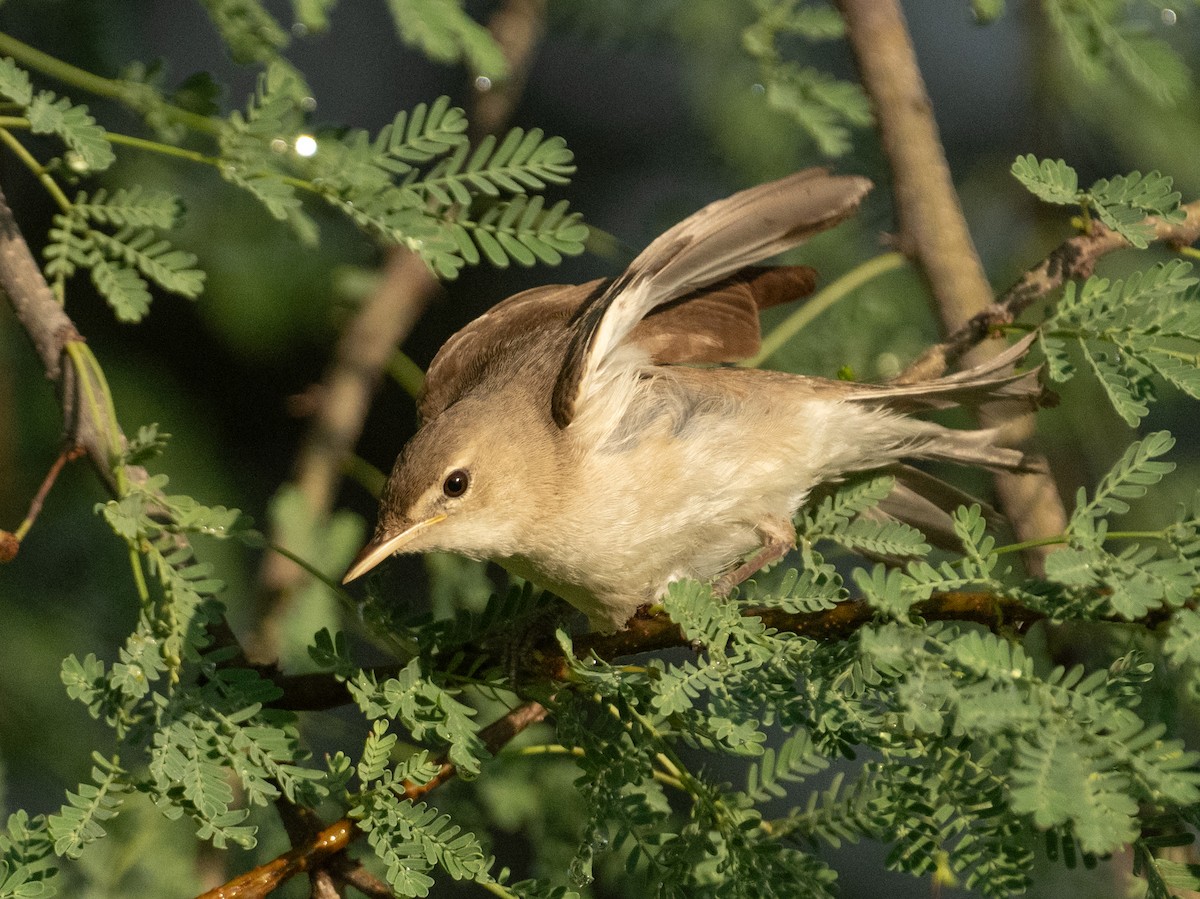 Eastern Olivaceous Warbler - ML644714589