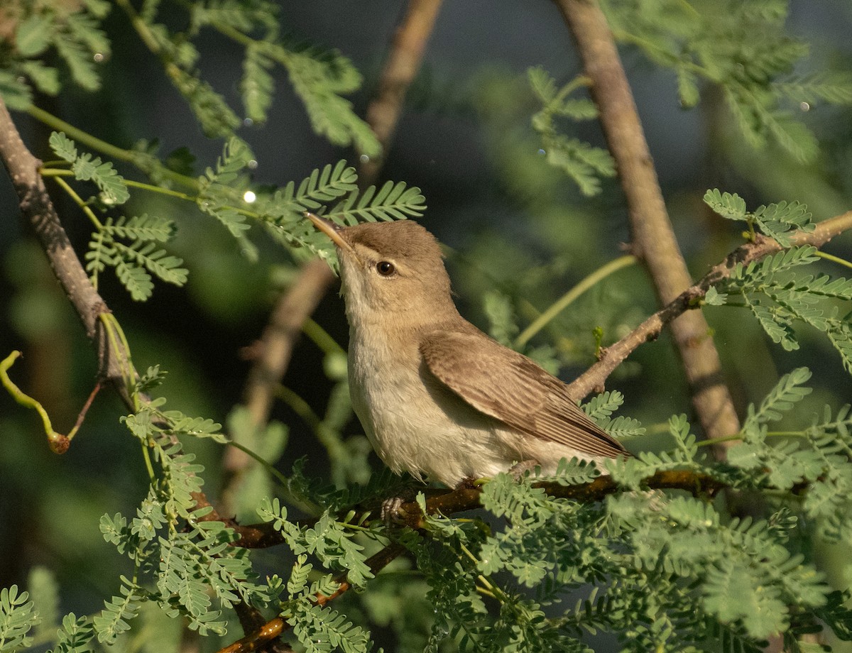 Eastern Olivaceous Warbler - ML644714590