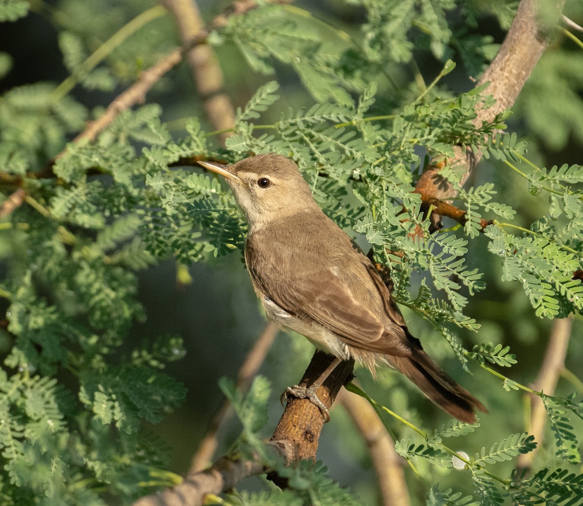 Eastern Olivaceous Warbler - ML644714591