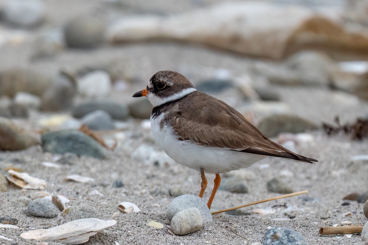 Semipalmated Plover - ML644714592