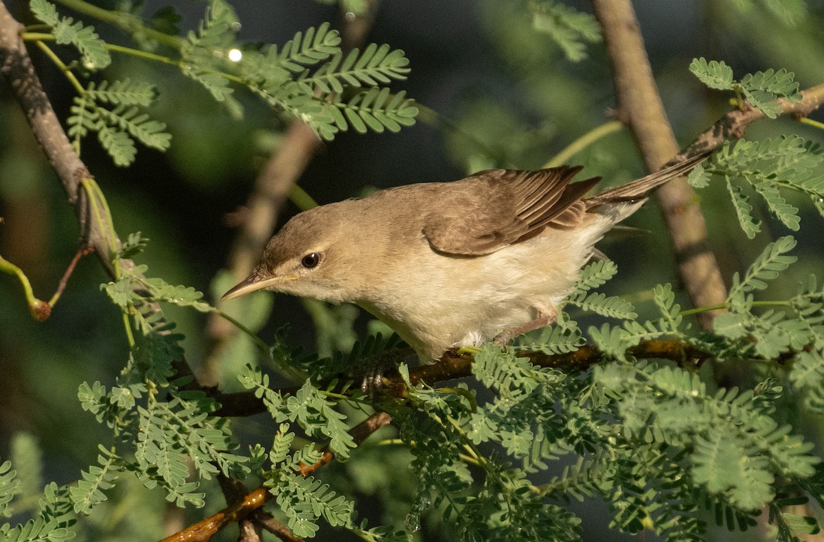 Eastern Olivaceous Warbler - ML644714604