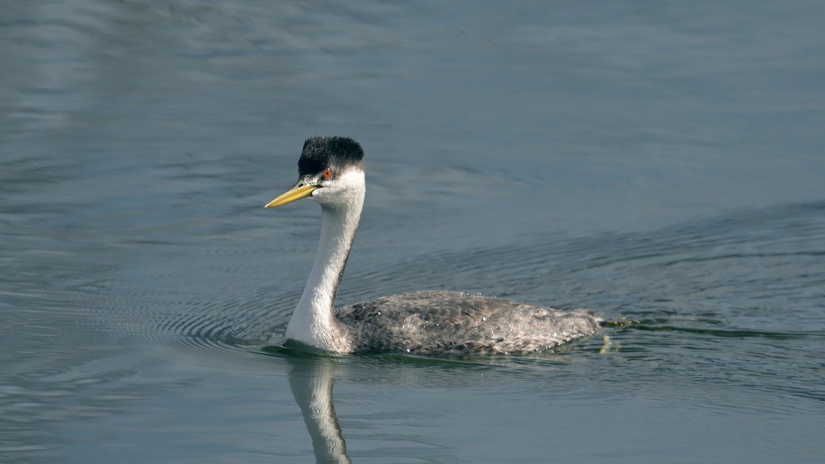 Western Grebe - ML644714607