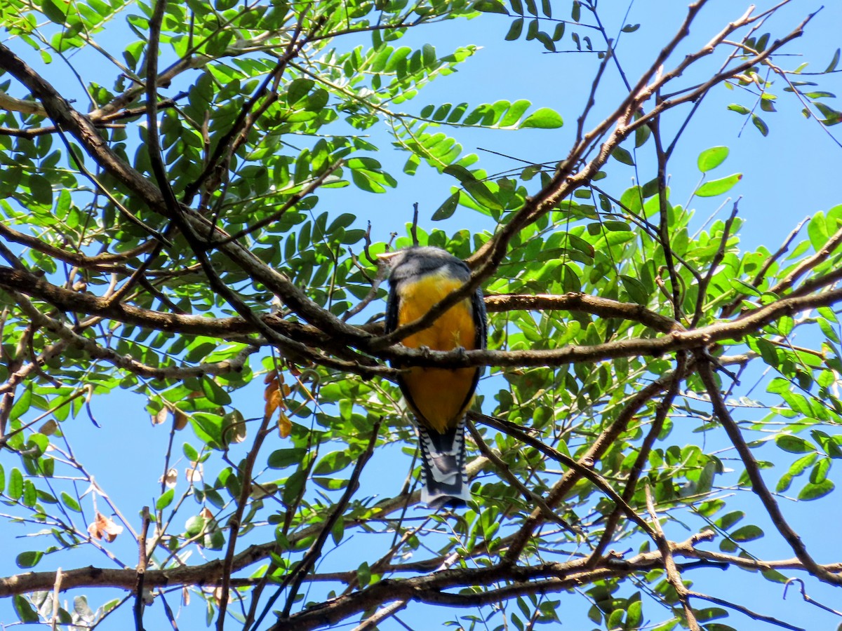 Gartered Violaceous Trogon - ML644714608