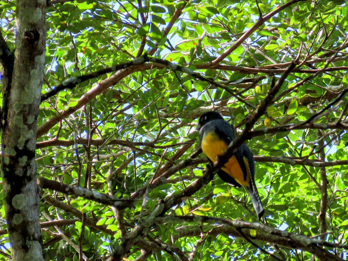 Gartered Violaceous Trogon - ML644714609