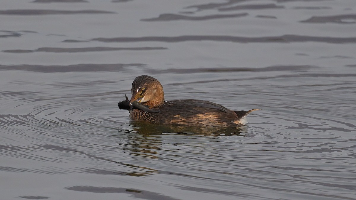 Pied-billed Grebe - ML644714611
