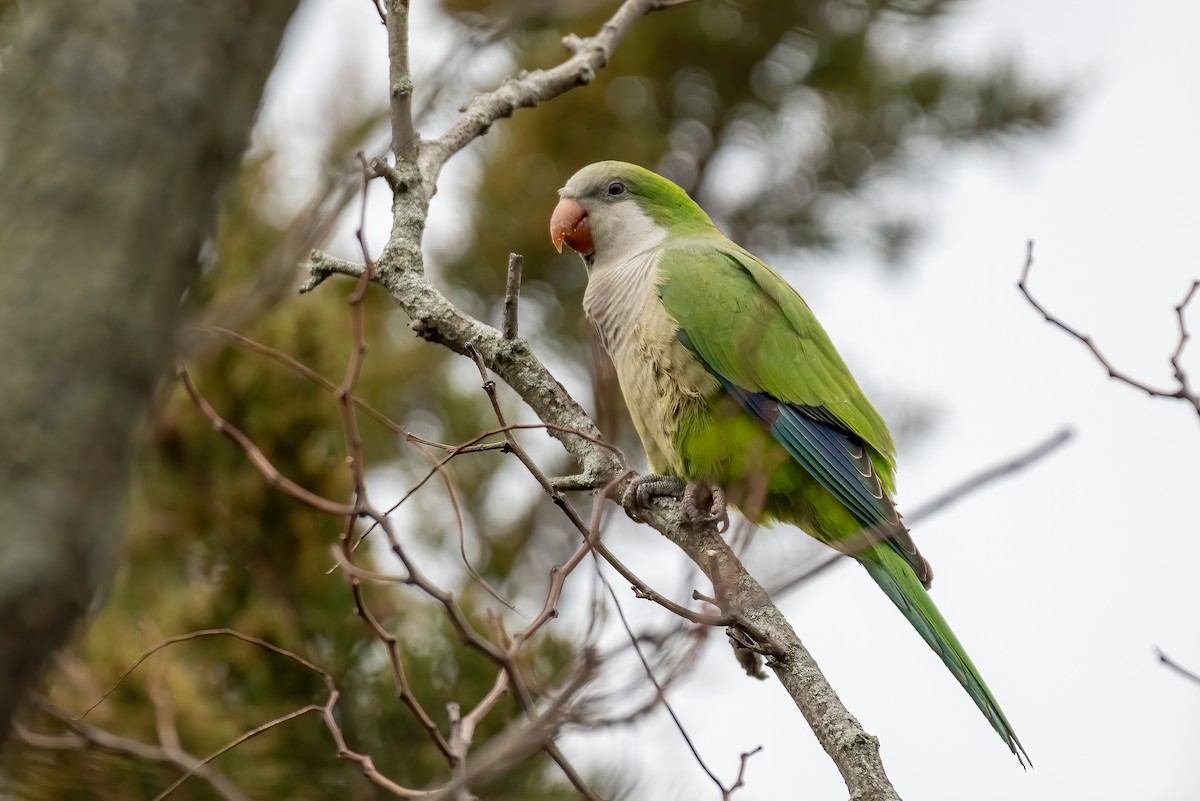 Monk Parakeet - ML644714623