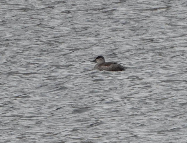 Schwarzkopf-Ruderente - ML644714625