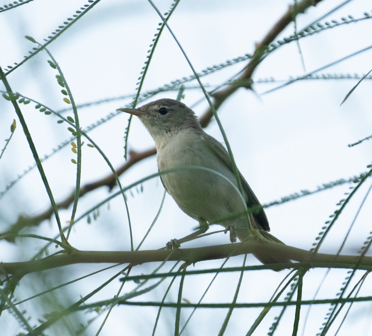 Eastern Olivaceous Warbler - ML644714626