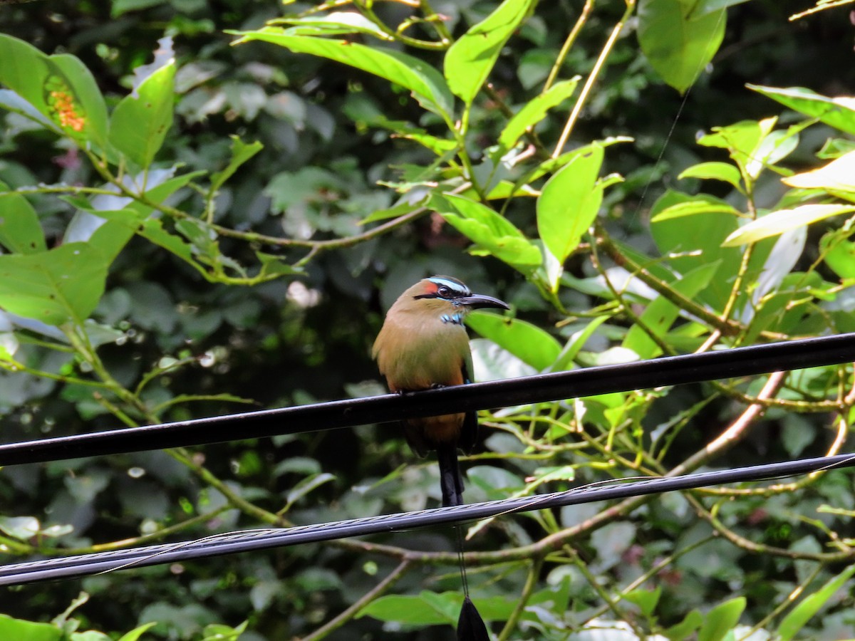 Turquoise-browed Motmot - ML644714627