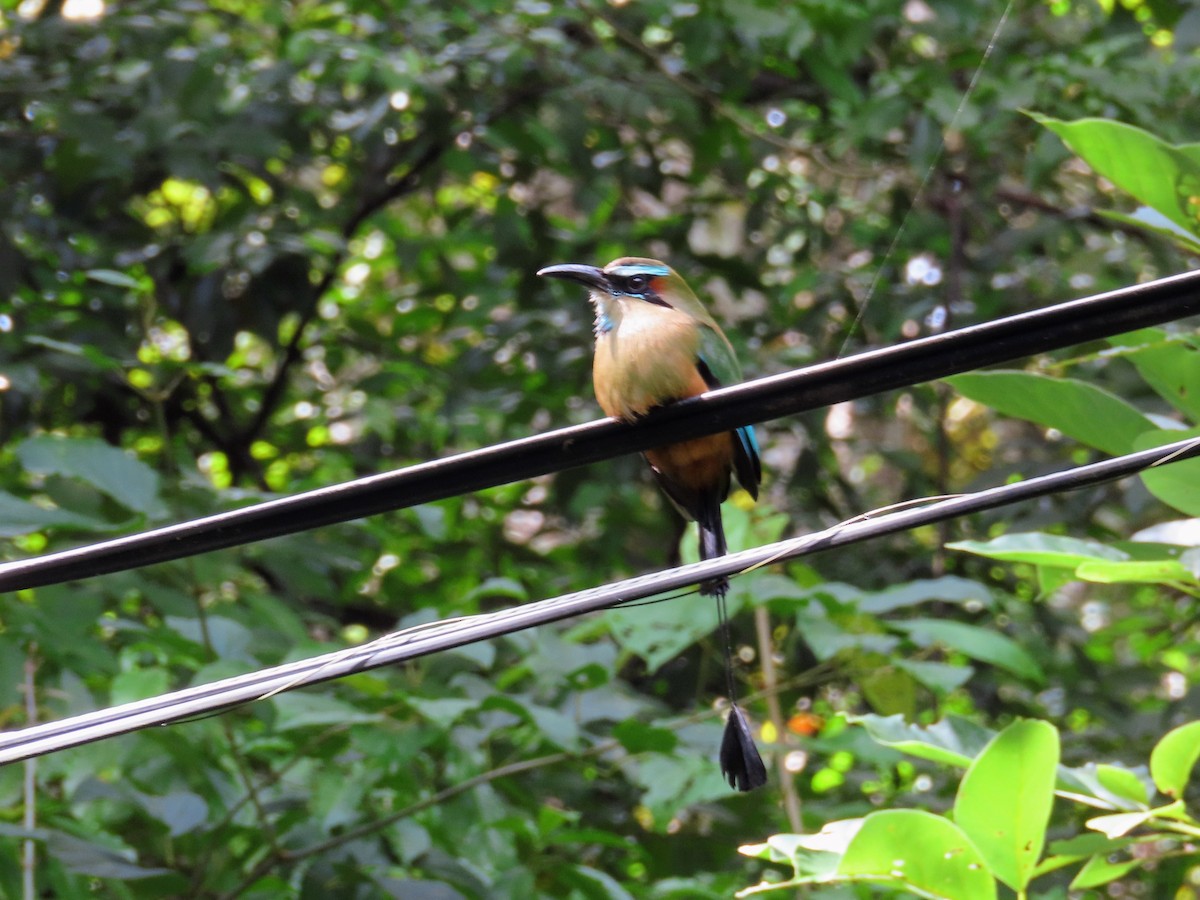 Turquoise-browed Motmot - ML644714628