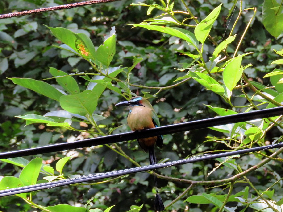Turquoise-browed Motmot - ML644714629