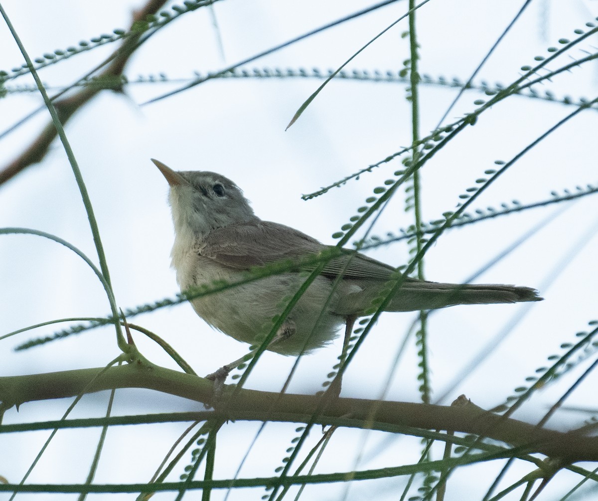 Eastern Olivaceous Warbler - ML644714643