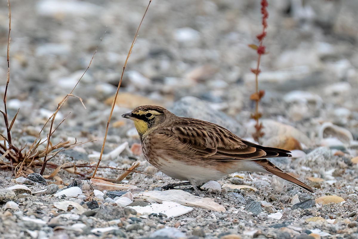 Жайворонок рогатий - ML644714648