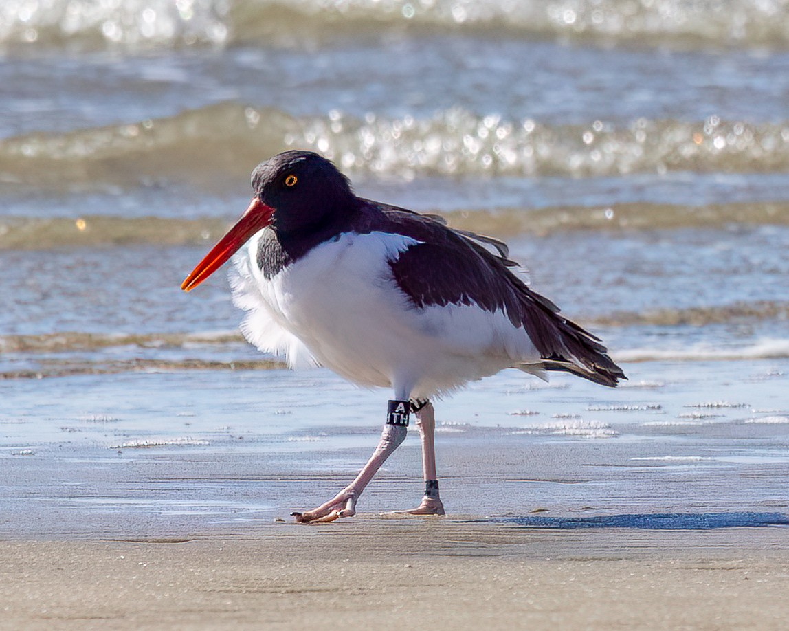 American Oystercatcher - ML644714653