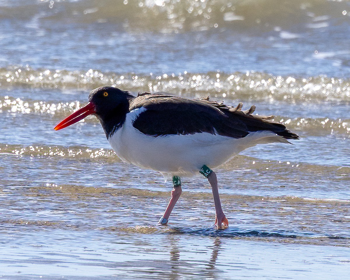 American Oystercatcher - ML644714655