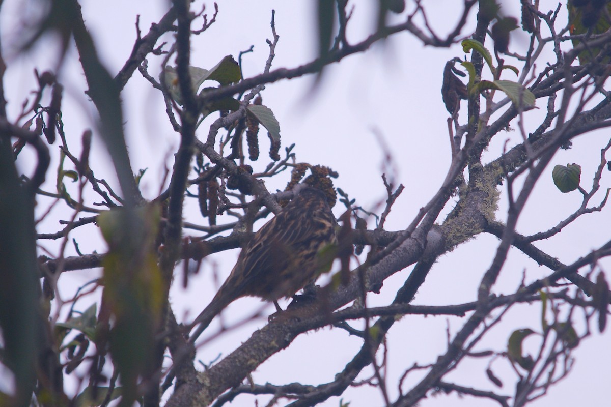 White-cheeked Cotinga - ML644714663