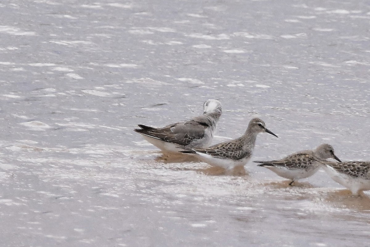 Wilson's Phalarope - ML644714667