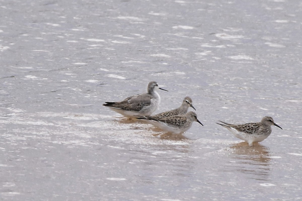 Wilson's Phalarope - ML644714670