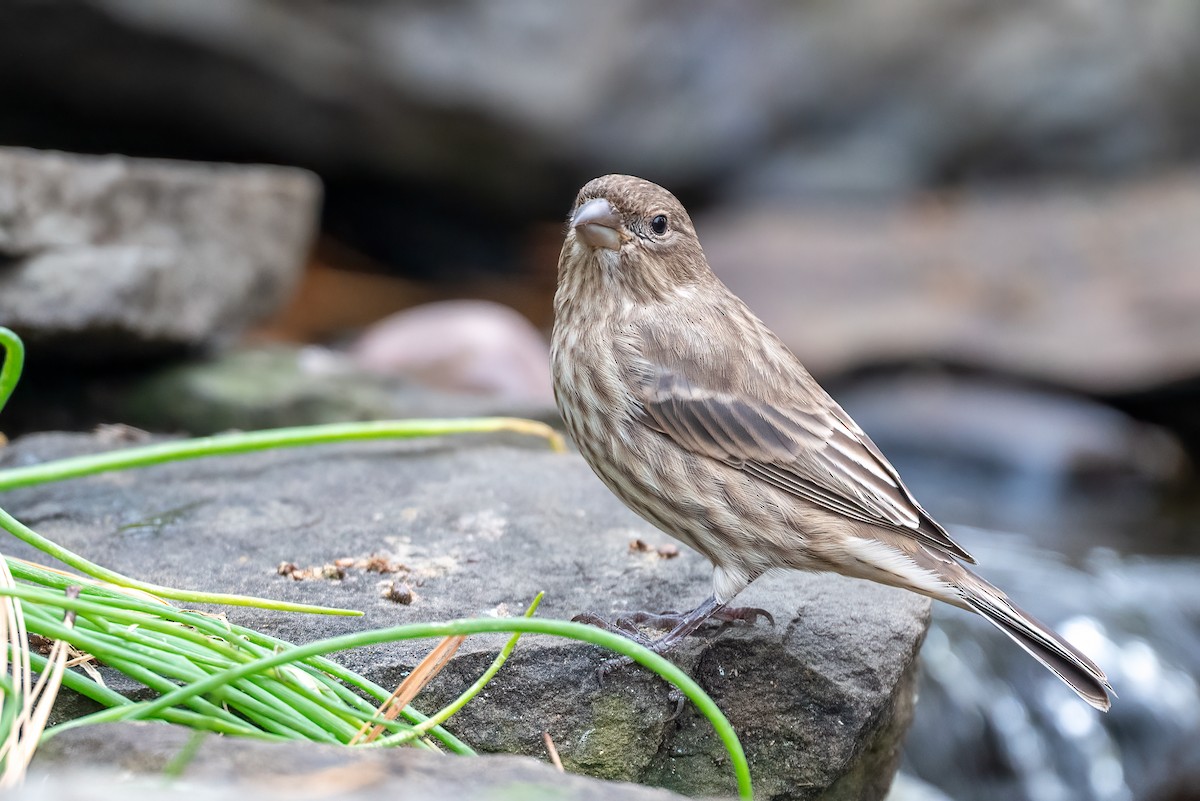 House Finch - ML644714671