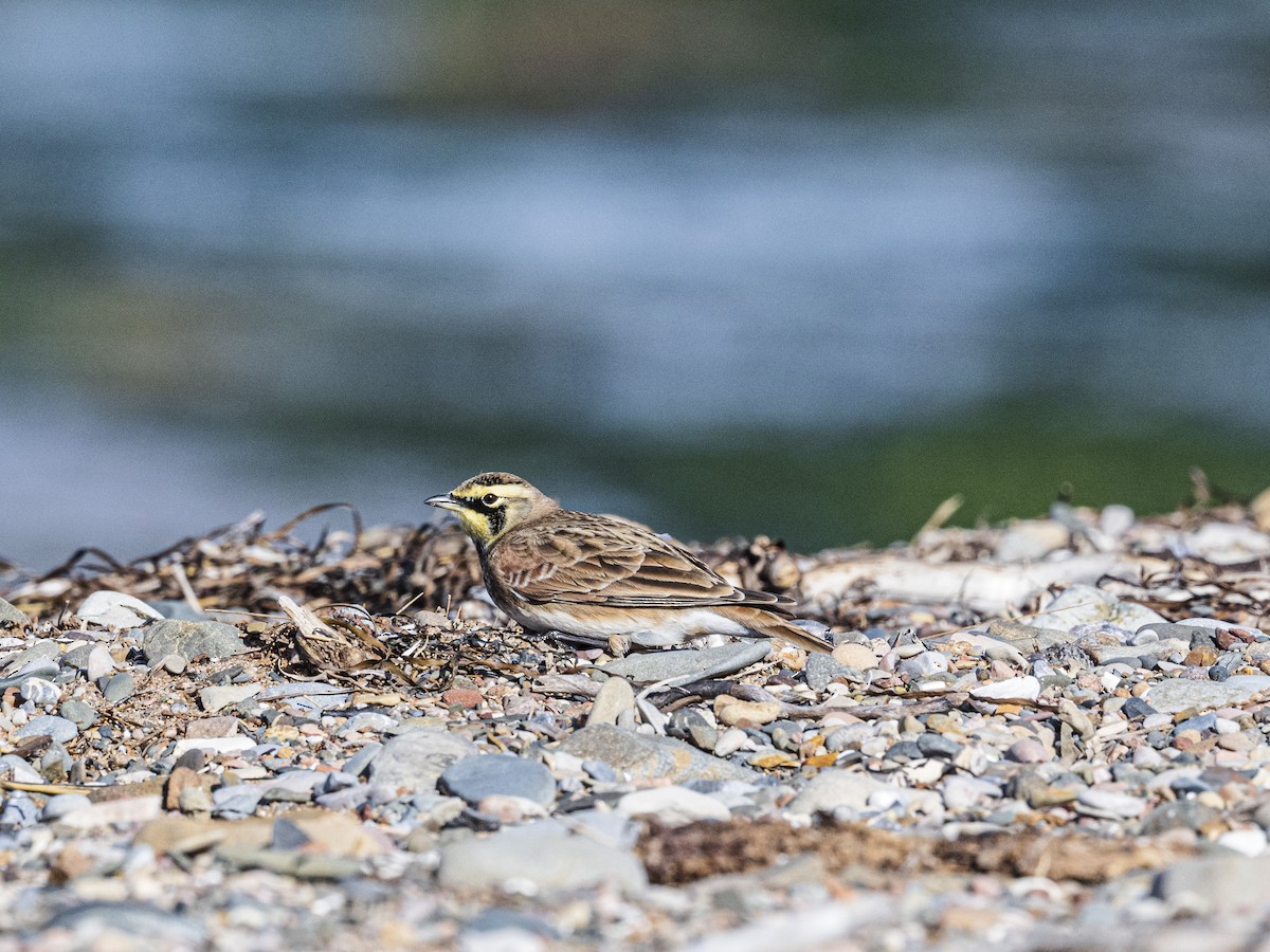 Жайворонок рогатий - ML644714672