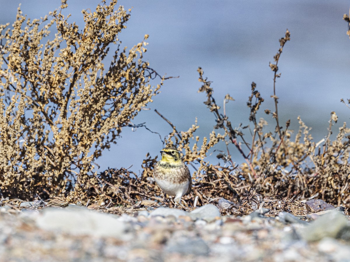 Жайворонок рогатий - ML644714673