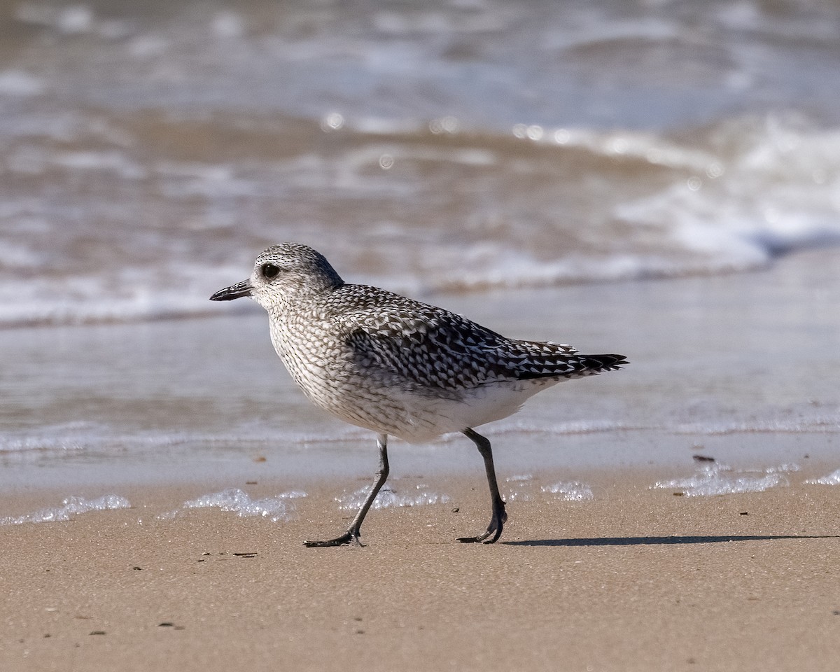 Black-bellied Plover - ML644714676