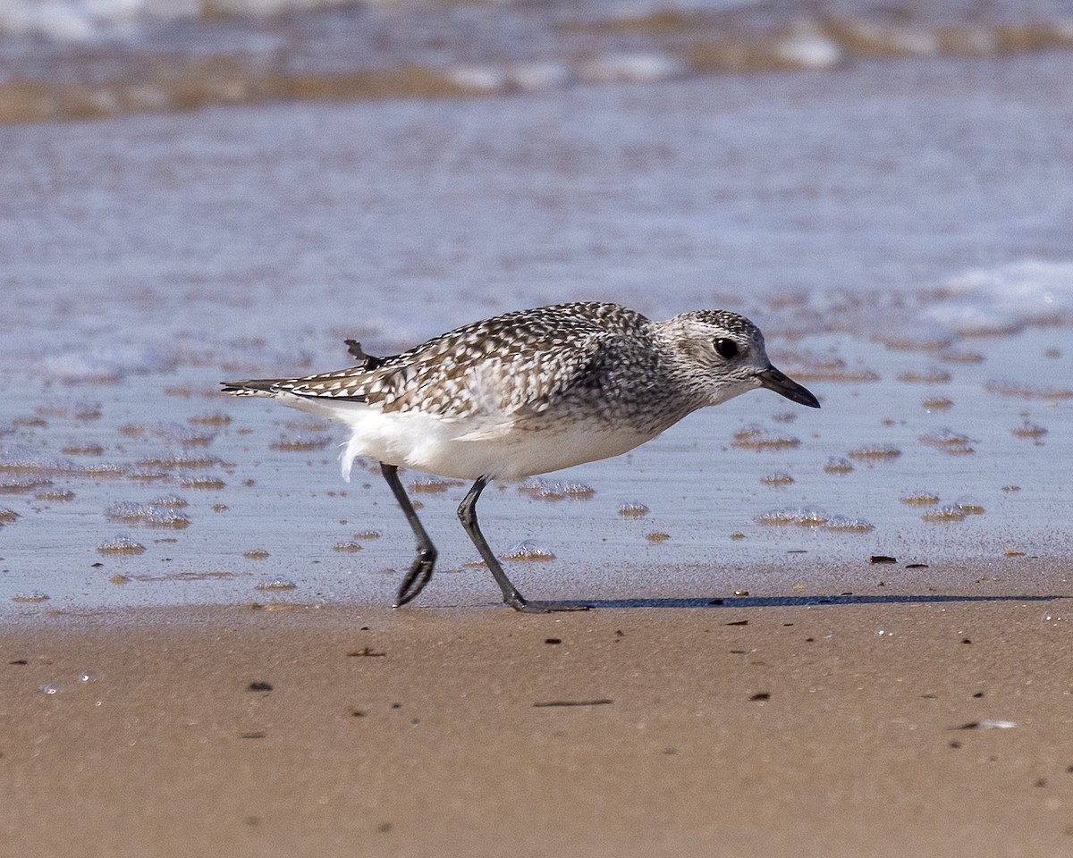 Black-bellied Plover - ML644714677