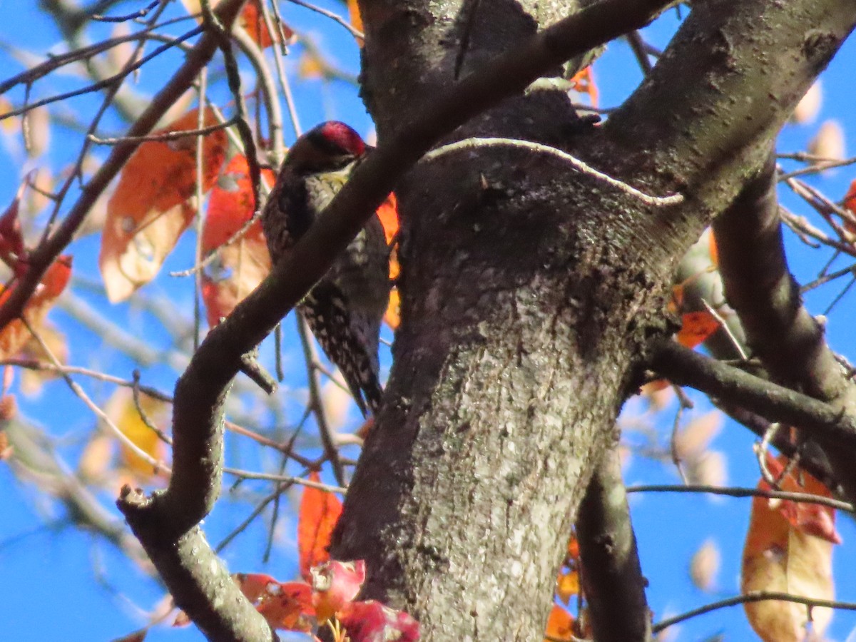 Yellow-bellied Sapsucker - ML644714678