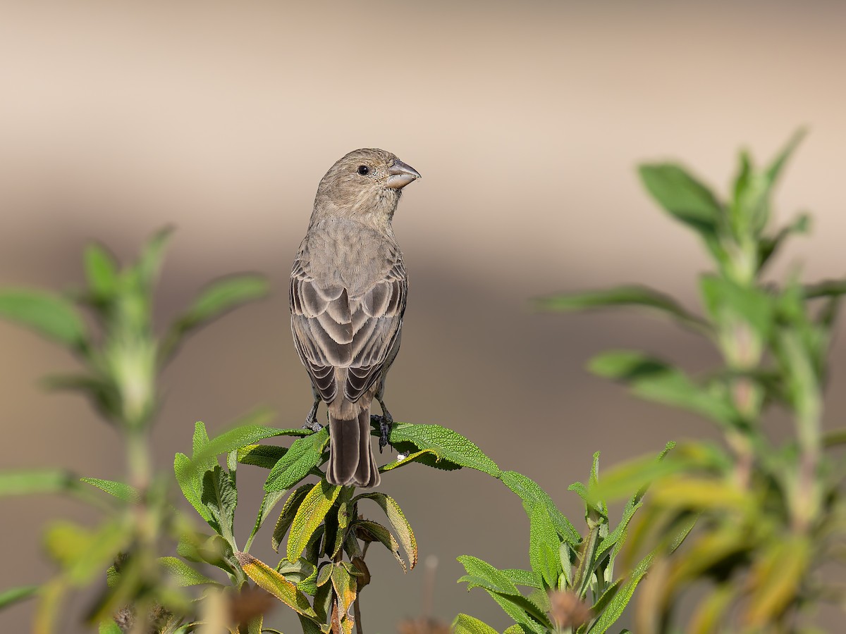 House Finch - ML644714680