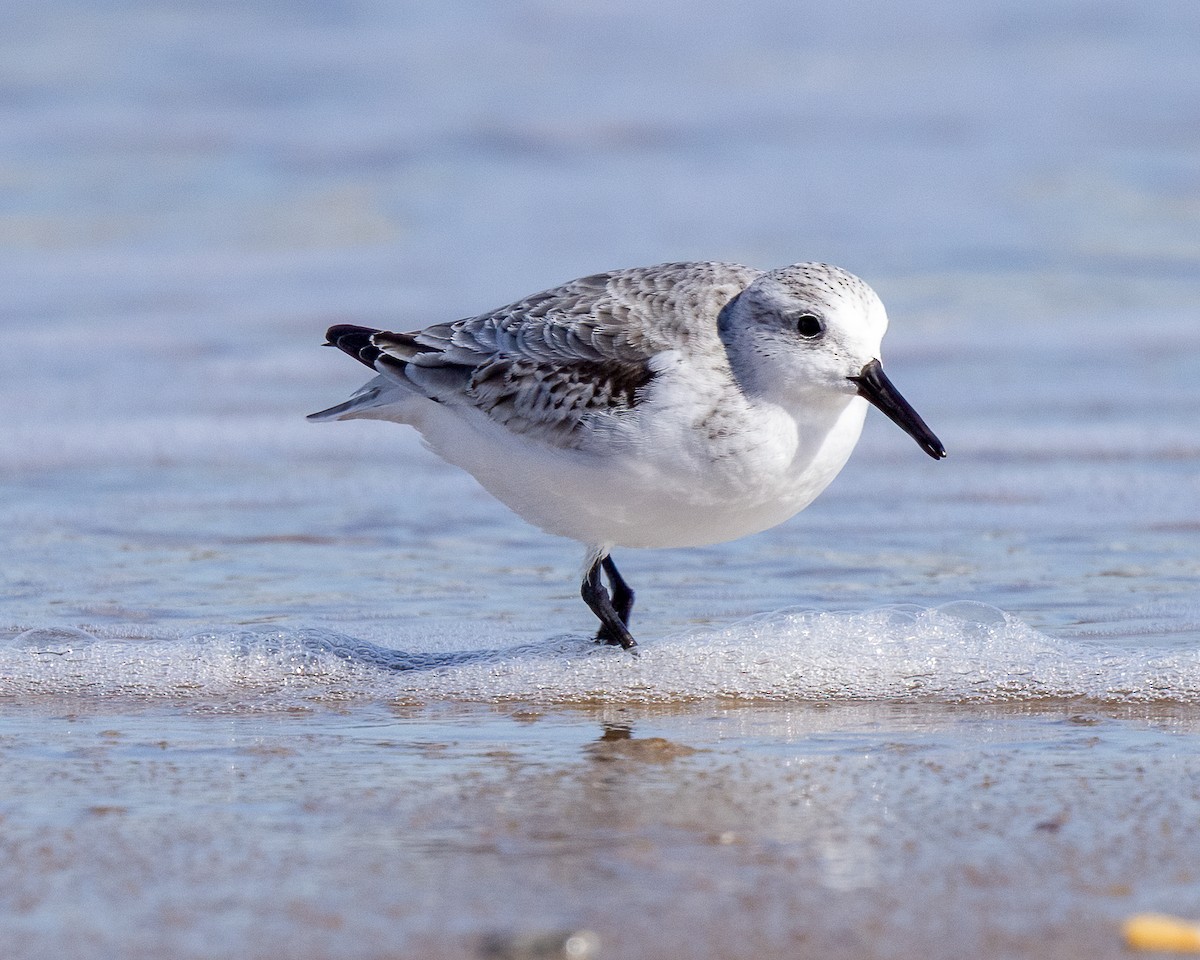 Sanderling - ML644714682