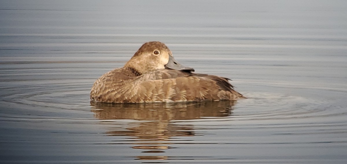 Redhead - ML644714683