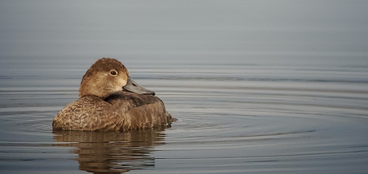 Redhead - ML644714684
