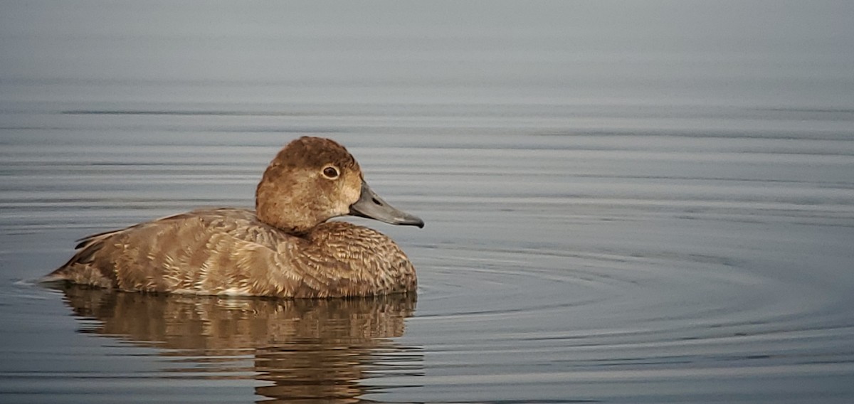 Redhead - ML644714685