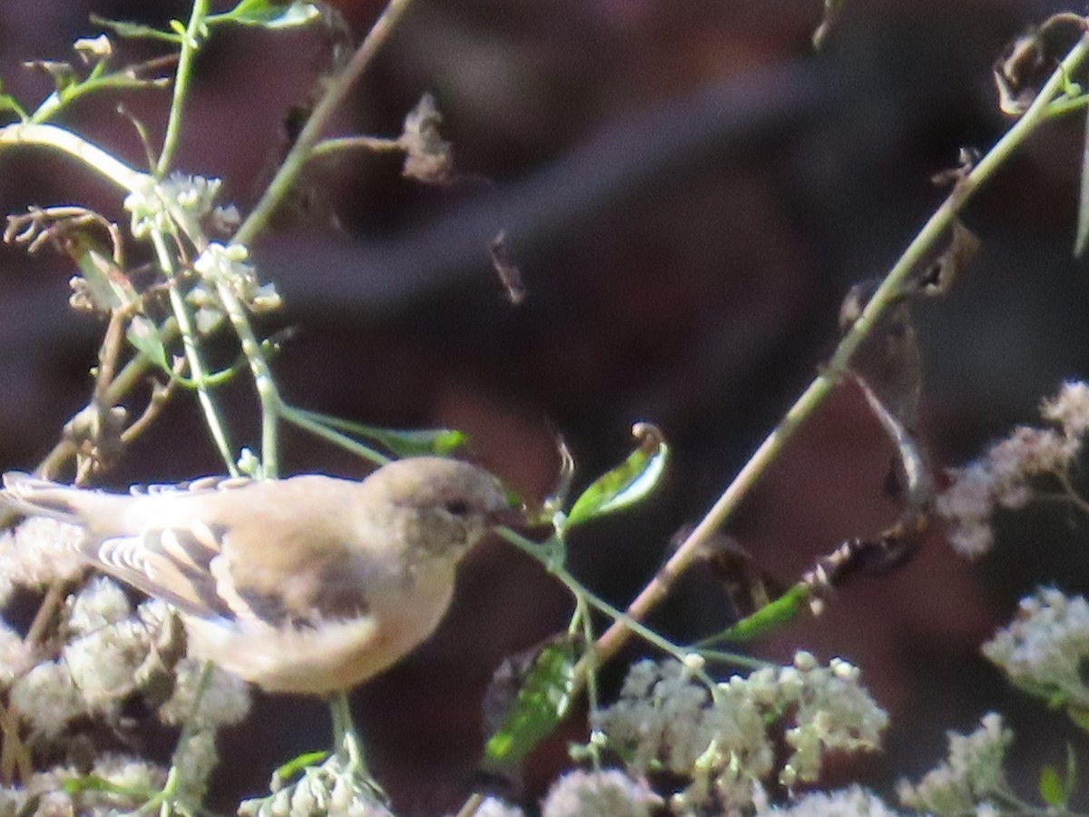 American Goldfinch - ML644714692