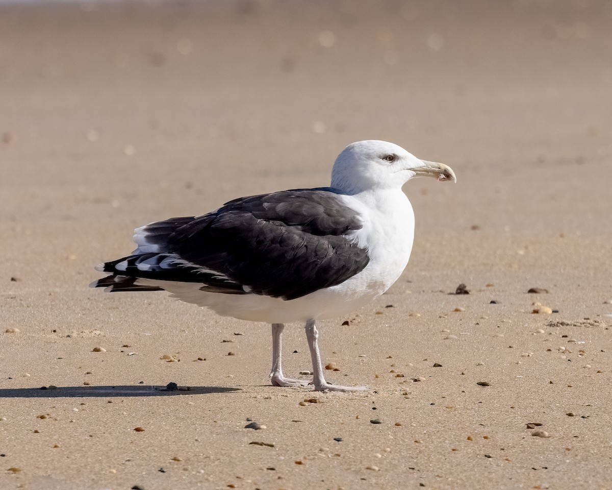 Great Black-backed Gull - ML644714693