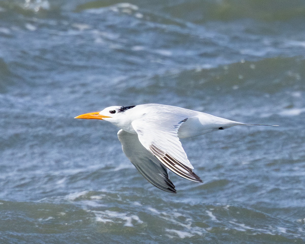 Royal Tern - ML644714698