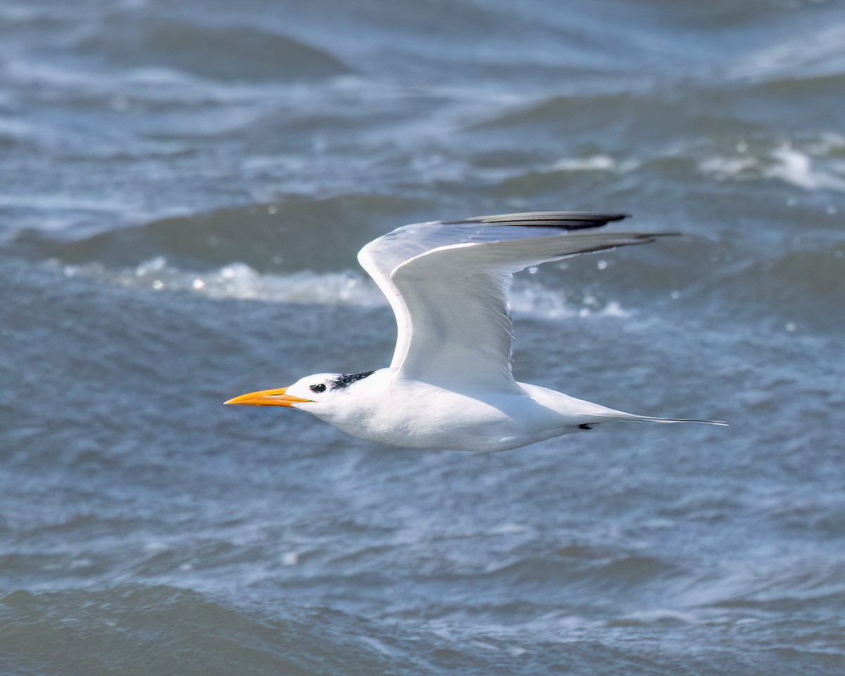 Royal Tern - ML644714699