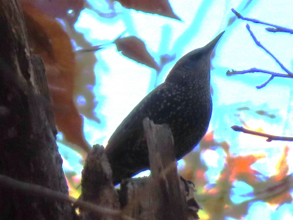 European Starling - ML644714700