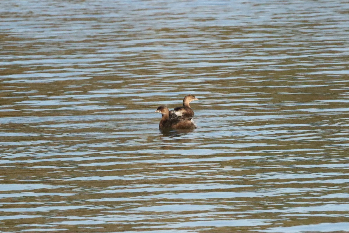 Pied-billed Grebe - ML644714701