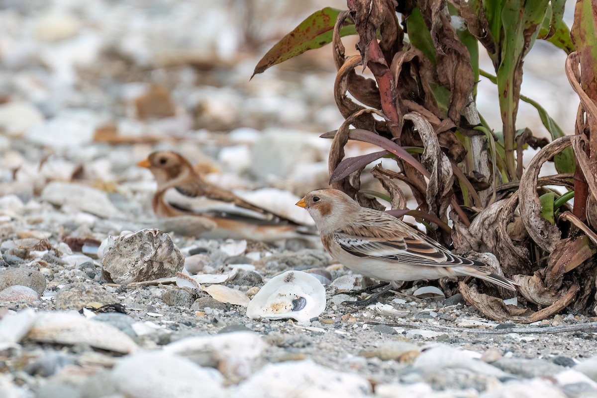 Snow Bunting - ML644714702
