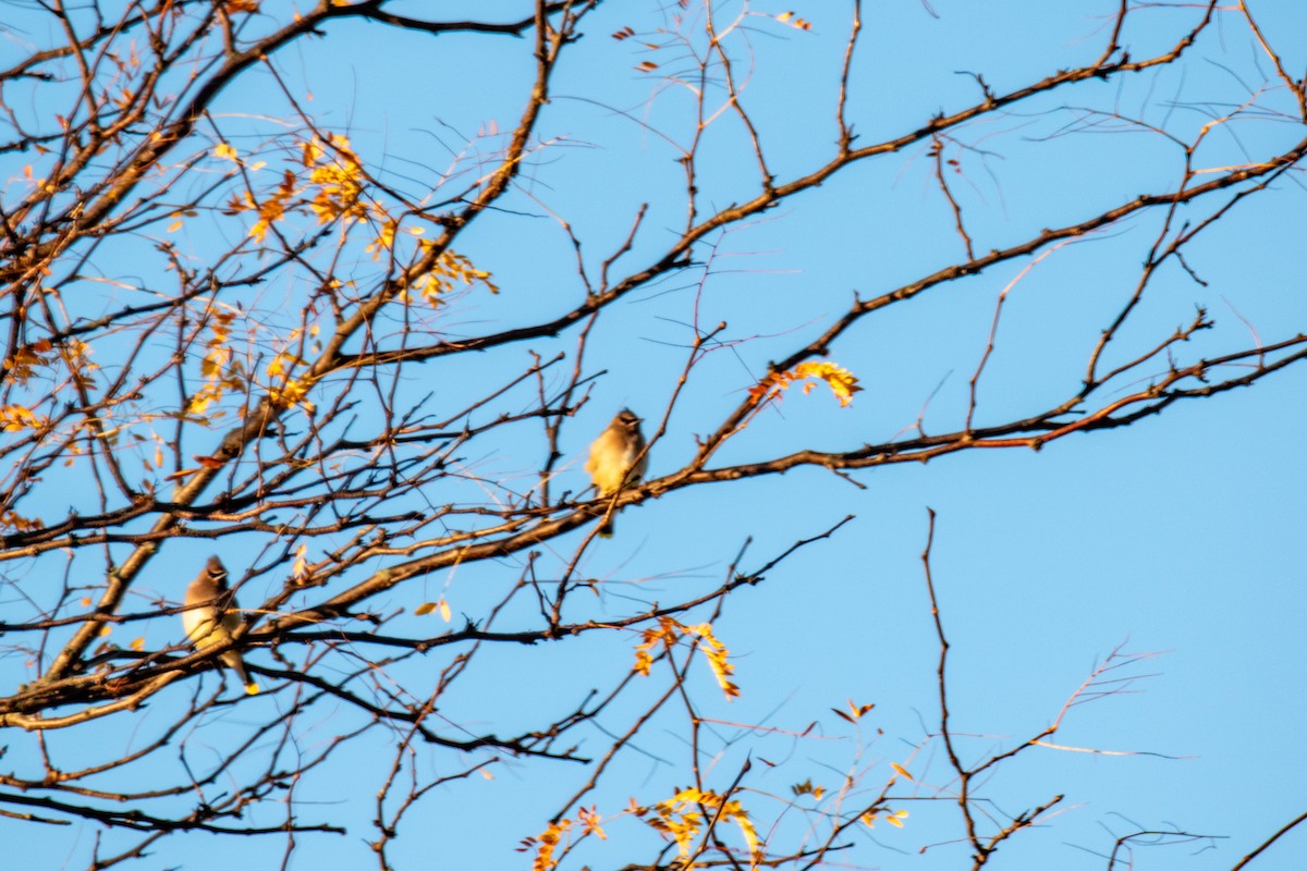 brkoslav americký - ML644714709