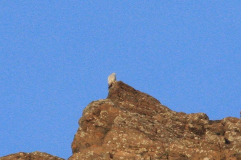 jaktfalk - ML644714710