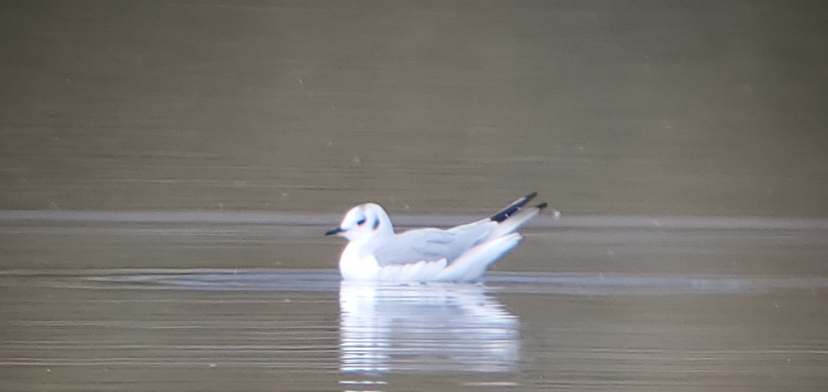 Bonaparte's Gull - ML644714725