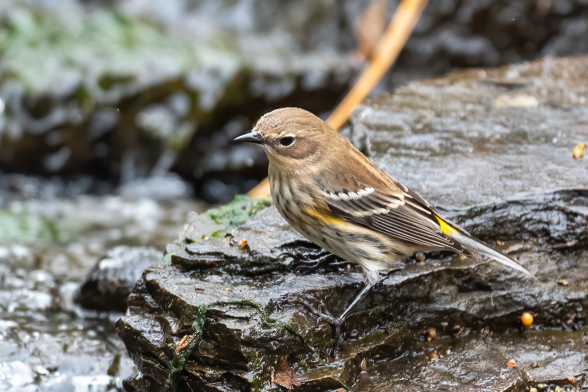 Yellow-rumped Warbler - ML644714726
