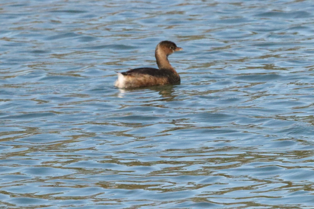 Pied-billed Grebe - ML644714750