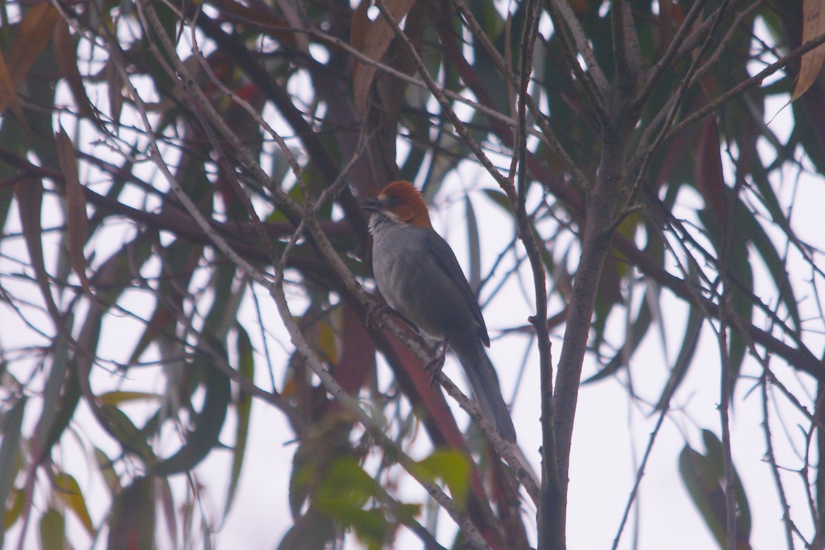 Rufous-eared Brushfinch - ML644714752