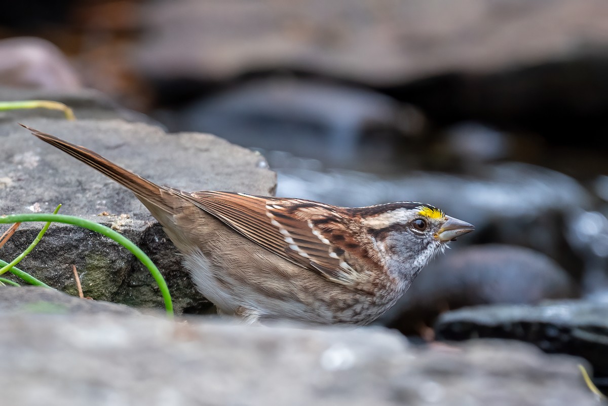 White-throated Sparrow - ML644714766