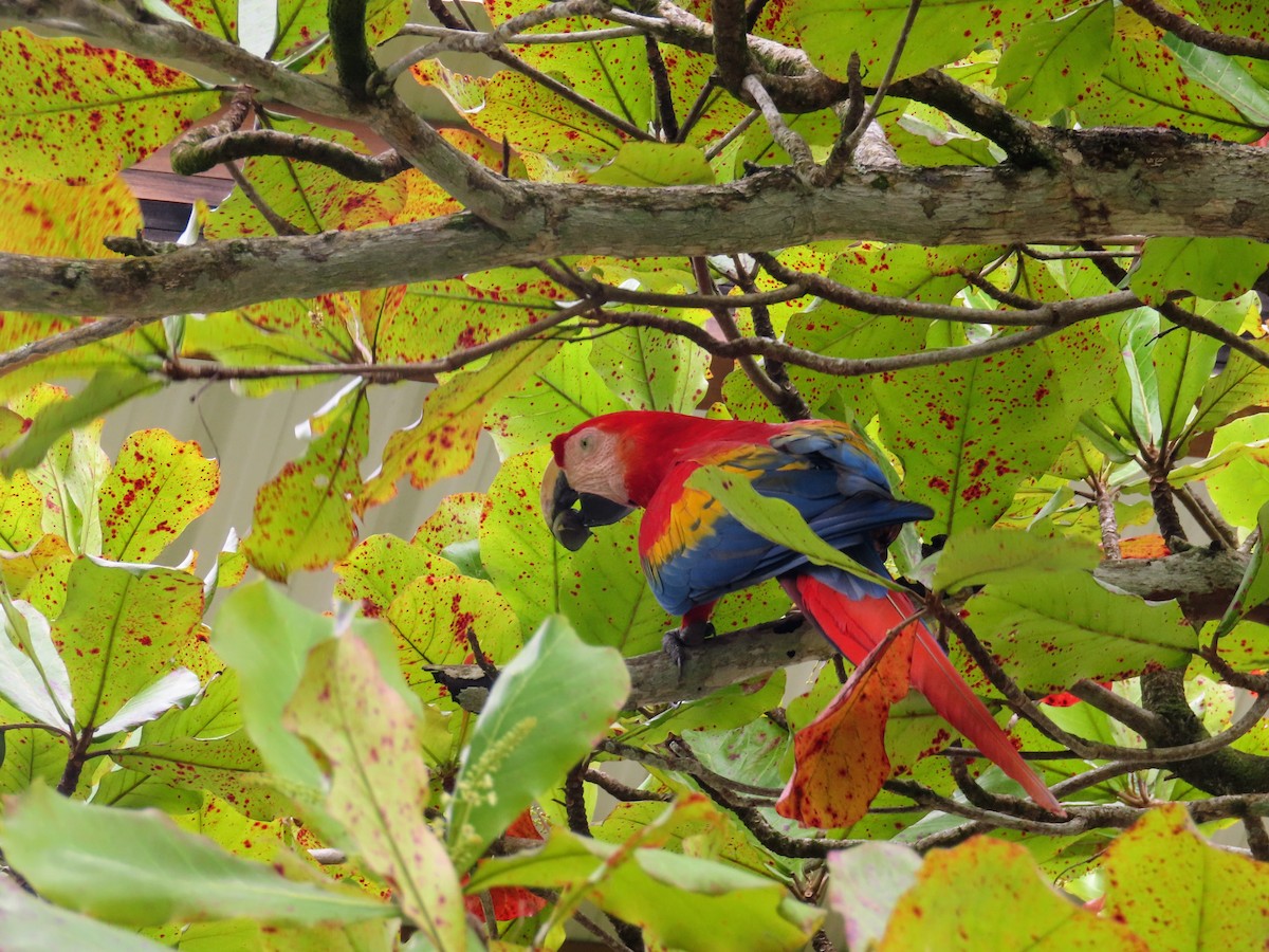 Scarlet Macaw - ML644714776