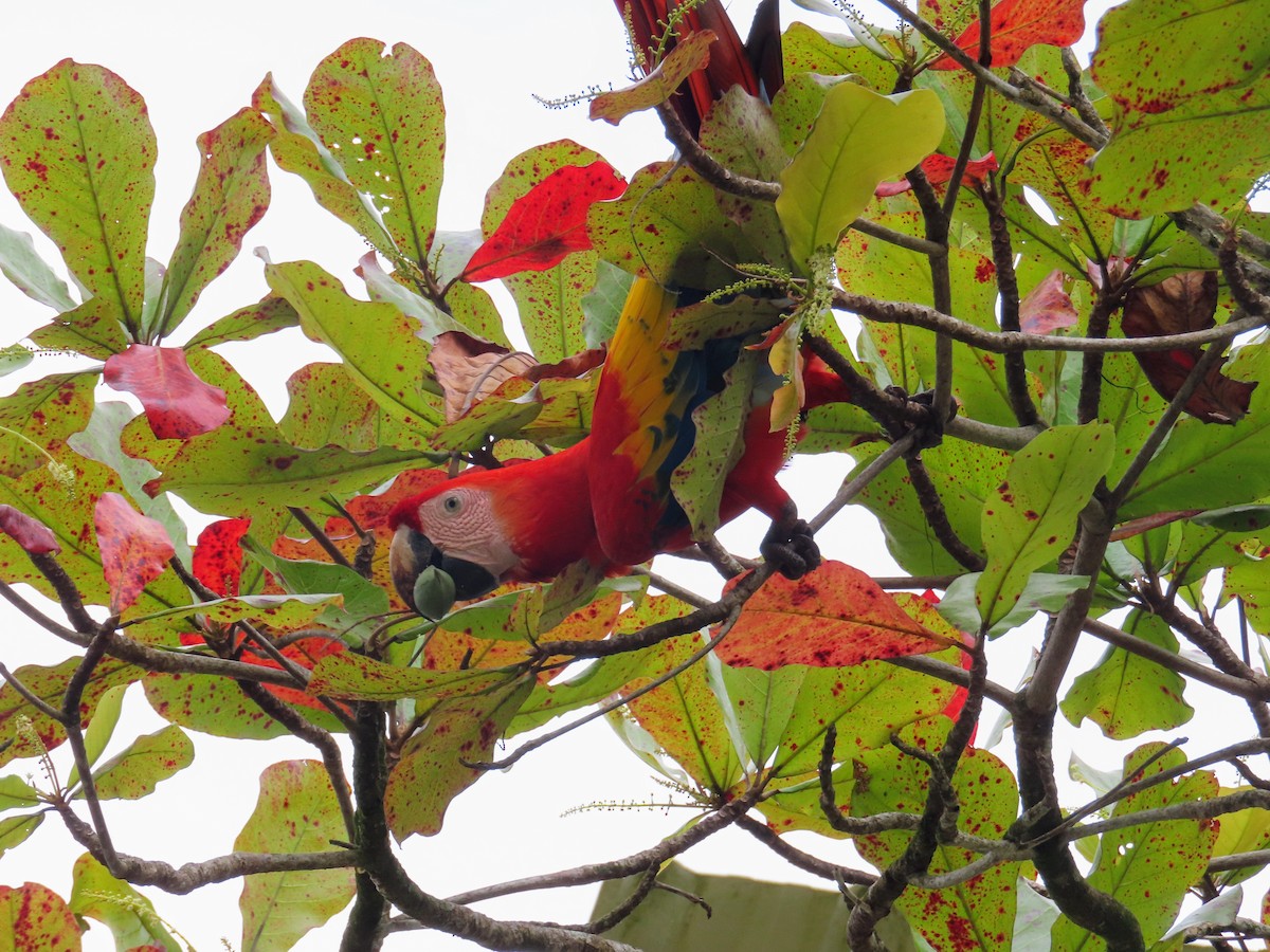 Scarlet Macaw - ML644714777